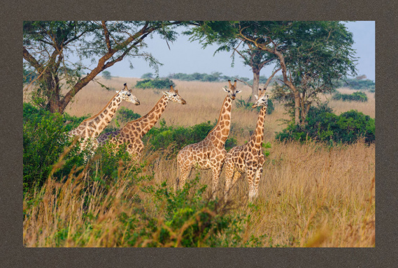 poster_afrika_giraffen